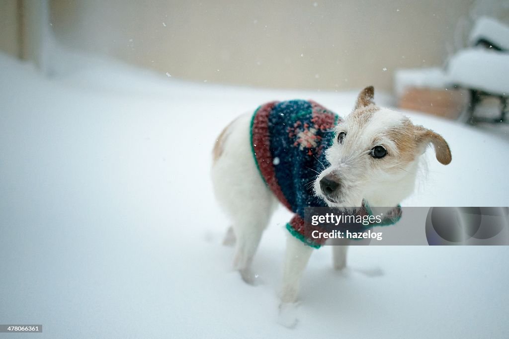 Dog wants to play amid the falling snow