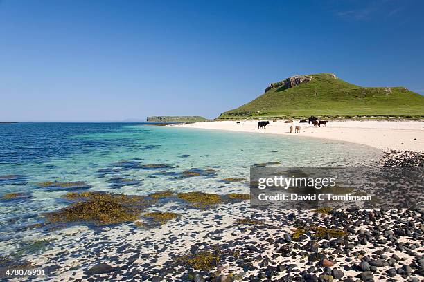 cows on coral beach, near dunvegan, skye, scotland - skye stockfoto's en -beelden