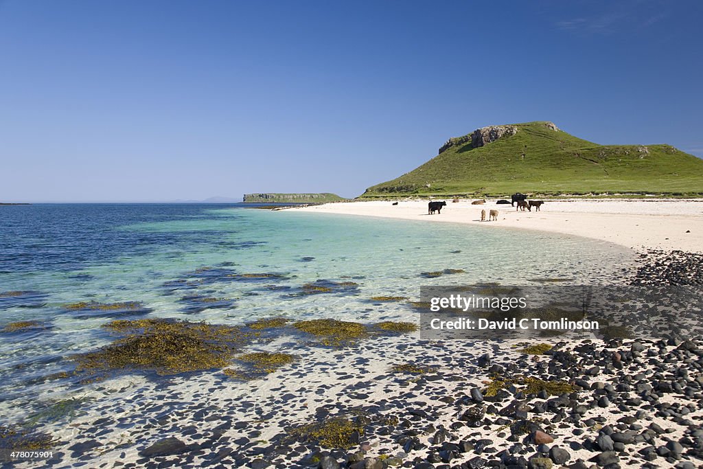 Cows on Coral Beach, near Dunvegan, Skye, Scotland