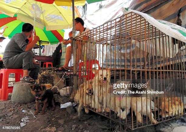 Dogs are sold at a market a day before the annual dog meat festival on June 21, 2015 in Yulin, China.