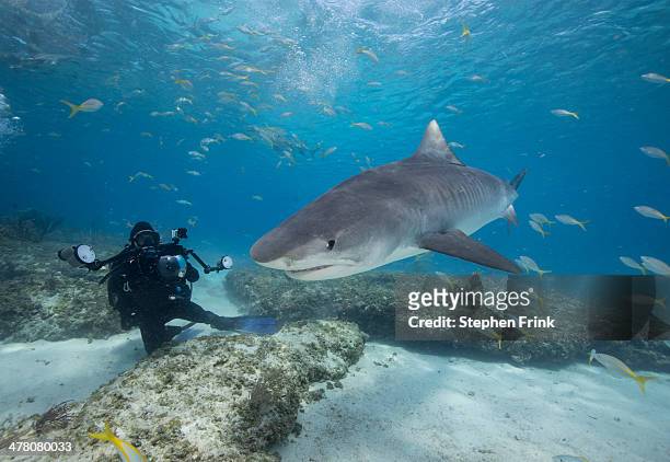 tiger shark (galeocerdo cuvier) - tiger shark fotografías e imágenes de stock