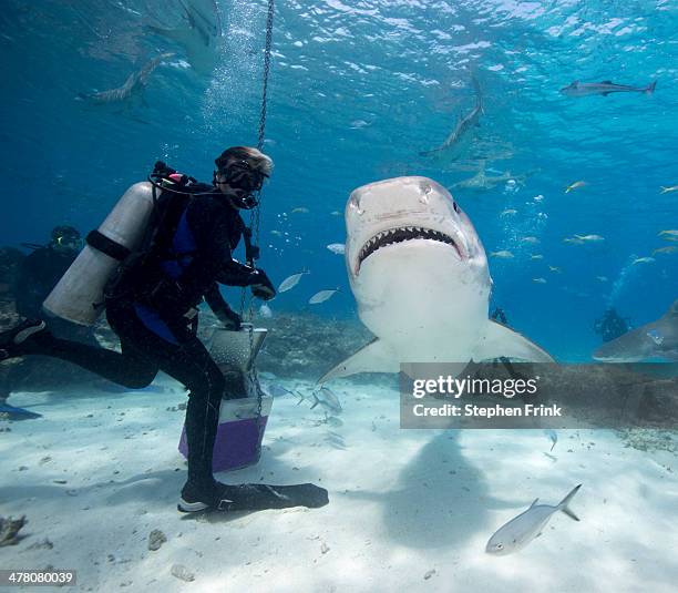 tiger shark (galeocerdo cuvier) - fishing tackle box stock pictures, royalty-free photos & images