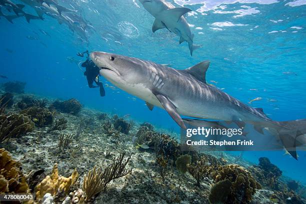 tiger shark (galeocerdo cuvier) - grand bahama stock pictures, royalty-free photos & images