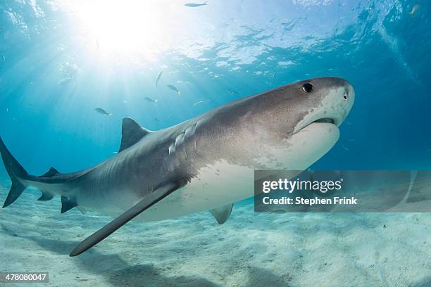 tiger shark (galeocerdo cuvier). - leopard shark stock pictures, royalty-free photos & images