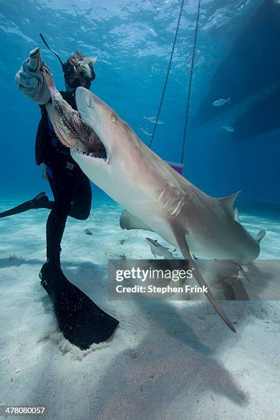 handfeeding a lemon shark - lemon shark stock pictures, royalty-free photos & images