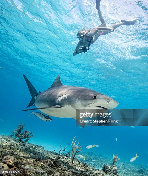 tiger shark (galeocerdo cuvier) - diving sharks stock pictures, royalty-free photos & images