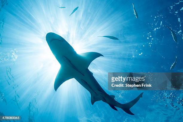 silhouette of lemon shark. - shark underwater stock pictures, royalty-free photos & images
