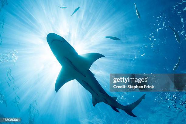 silhouette of lemon shark. - shark imagens e fotografias de stock