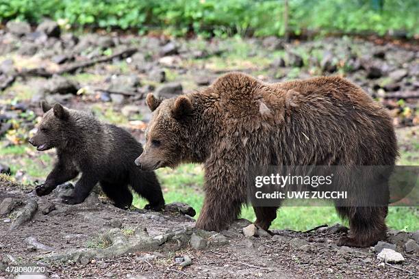 The brown bear cub Alexa wandering with her mother Onni on June 22, 2015 in the wildlife park Knuell in Homberg, west Germany. Brown bears and wolves...