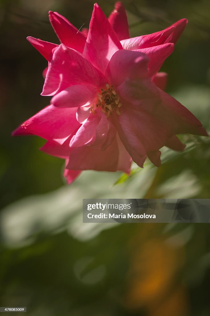 Archduke Roses China Rose Archduke Charles High-Res Stock Photo - Getty Images