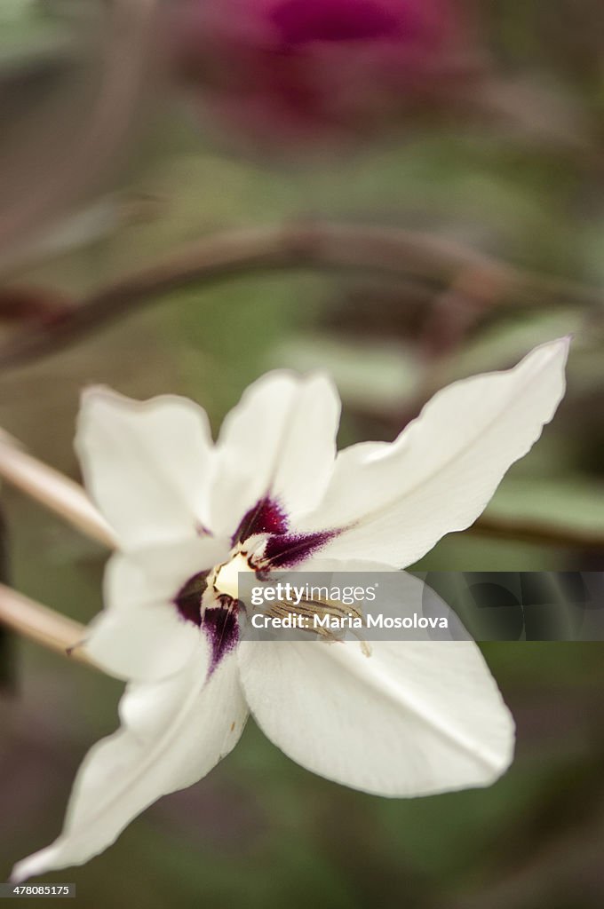 Peackock Orchid Flower
