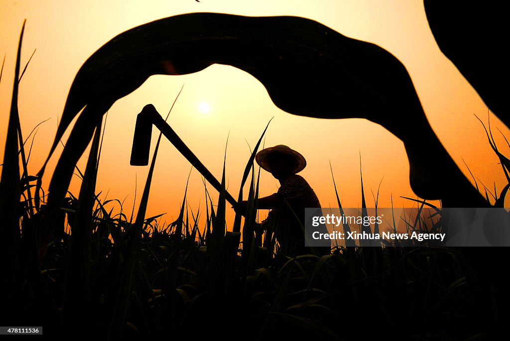 #CHINA-SUMMER SOLSTICE-AGRICULTURE (CN)