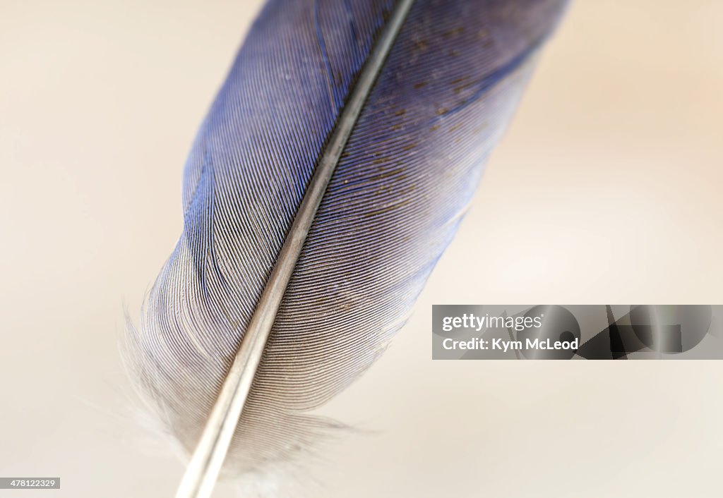 Blue bird feather on beige background