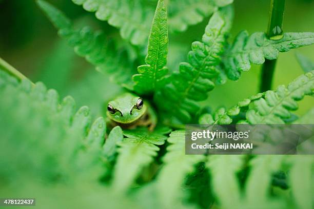tree frog - east asia stock pictures, royalty-free photos & images