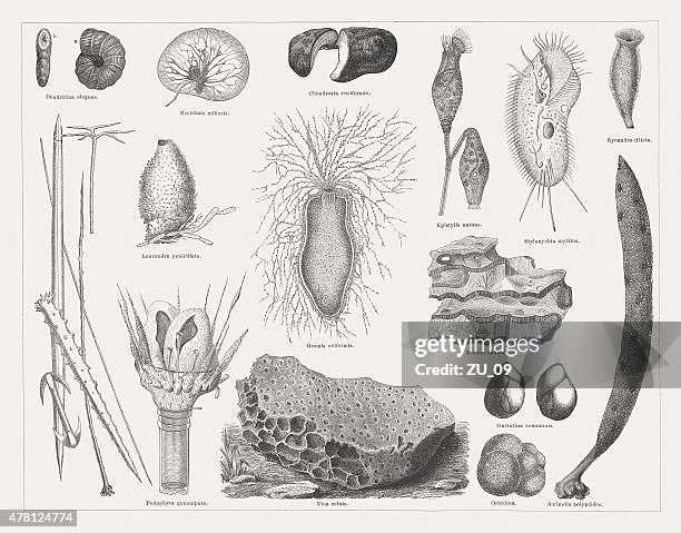 illustrations, cliparts, dessins animés et icônes de protozoa, publié en 1878 - rhizopode