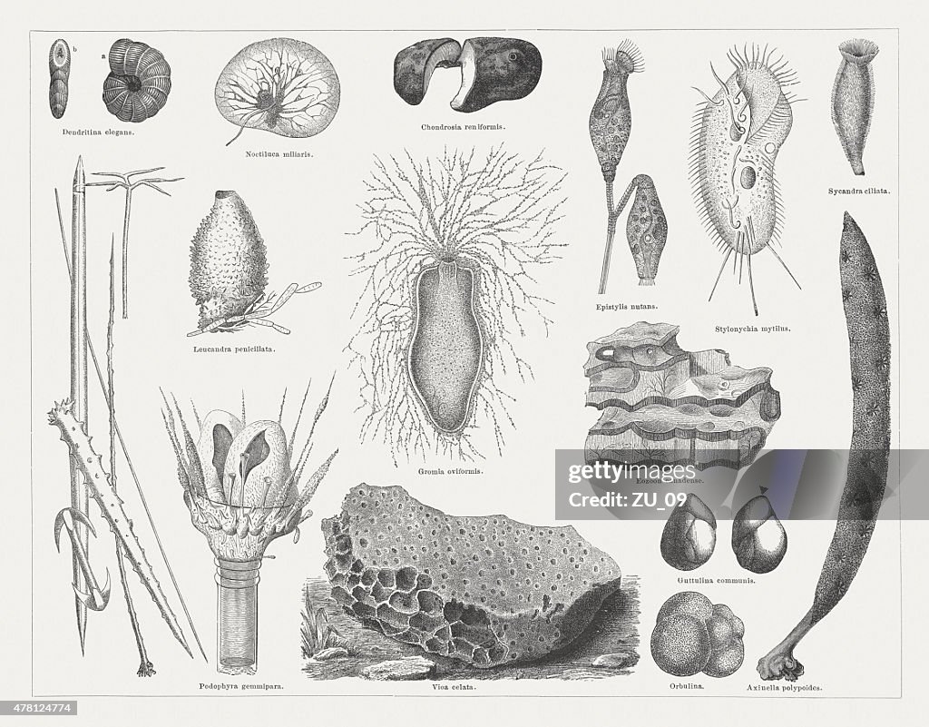 Protozoa, wood engravings, published in 1878
