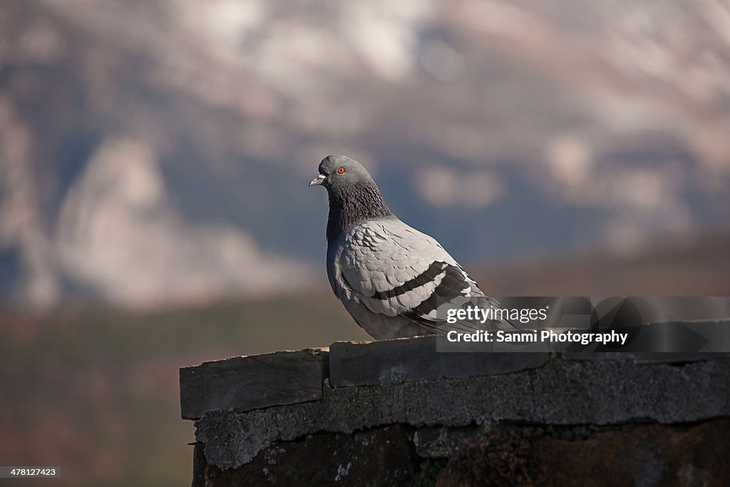 Pigeon