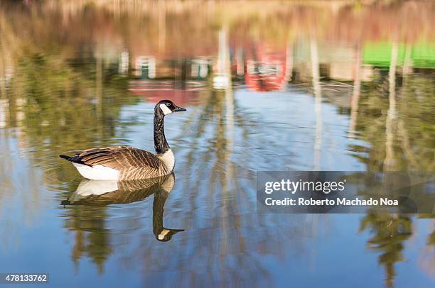 Canada goose or Branta Canadensis glides on a pond that is so calm, the birds reflection is almost a mirror image. Buildings and trees at the waters...