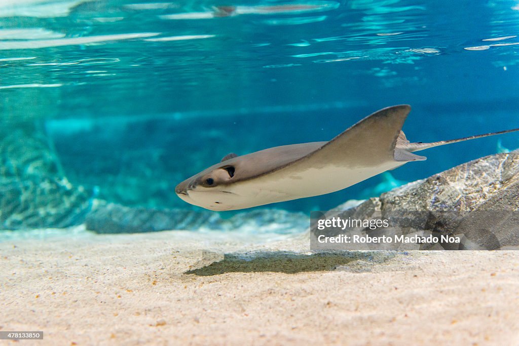Manta rays are large eagle rays belonging to the genus Manta...