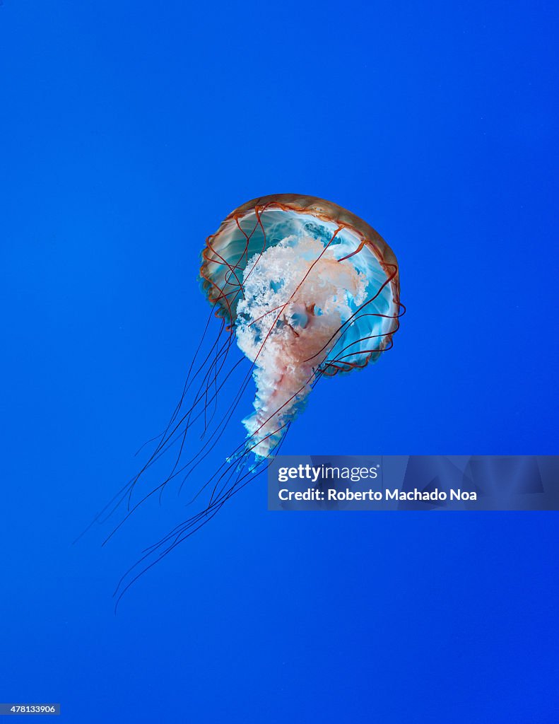 Jellyfish or jellies in Ripley's aquarium tank, this animan...