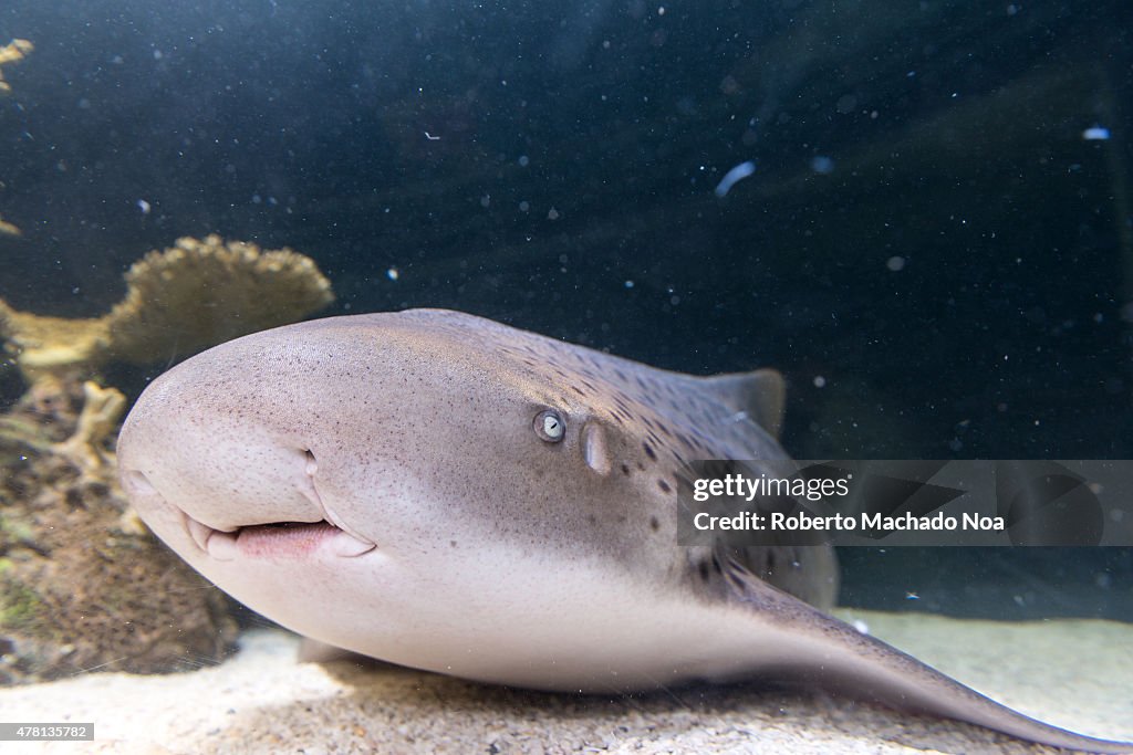 Shark in Ripley's Aquarium, sharks are a group of fish...