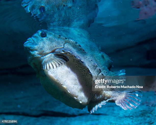 Hen Fish Fish Swimming In Arctic Ocean Photos and Premium High Res Pictures ...
