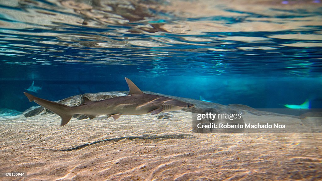 Sharks are a group of fish characterized by a cartilaginous...