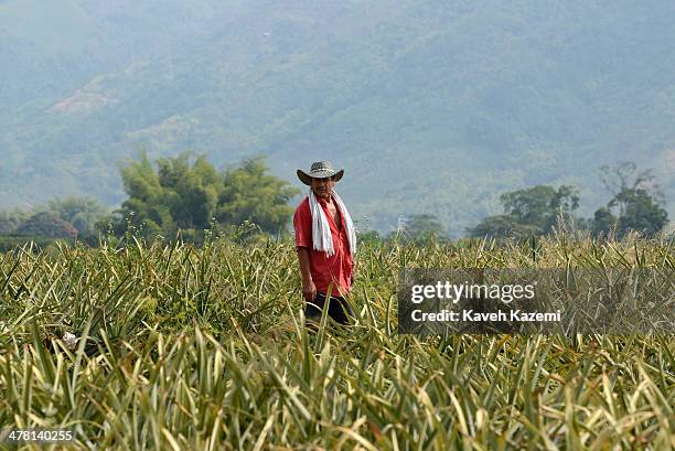 Man in charge of the laborers seen in the middle of a large pineapple plantation on January 17, 2014 outside Pereira, Colombia.