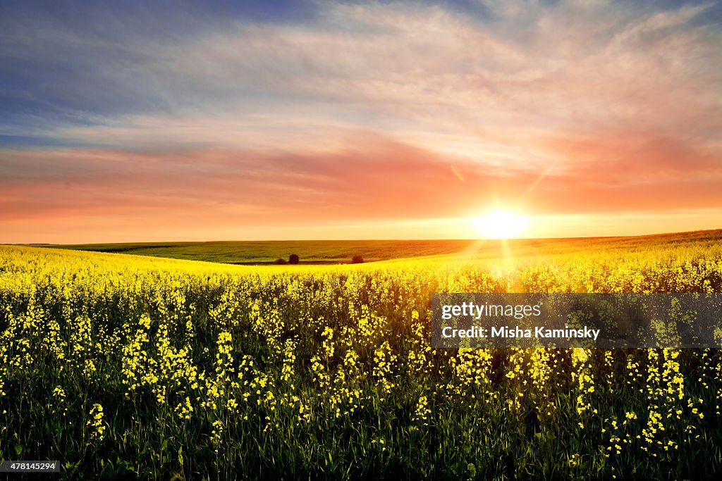 Rapeseed field