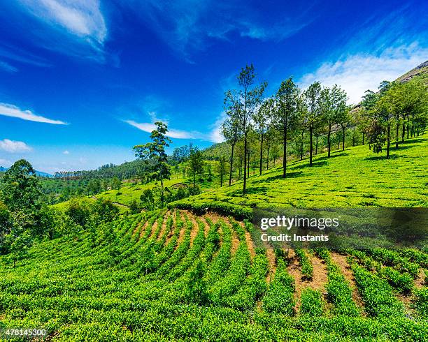 tea plantation in munnar - south india stock pictures, royalty-free photos & images