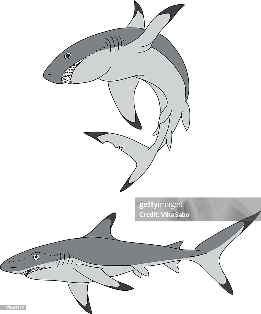 Two swimming sharks