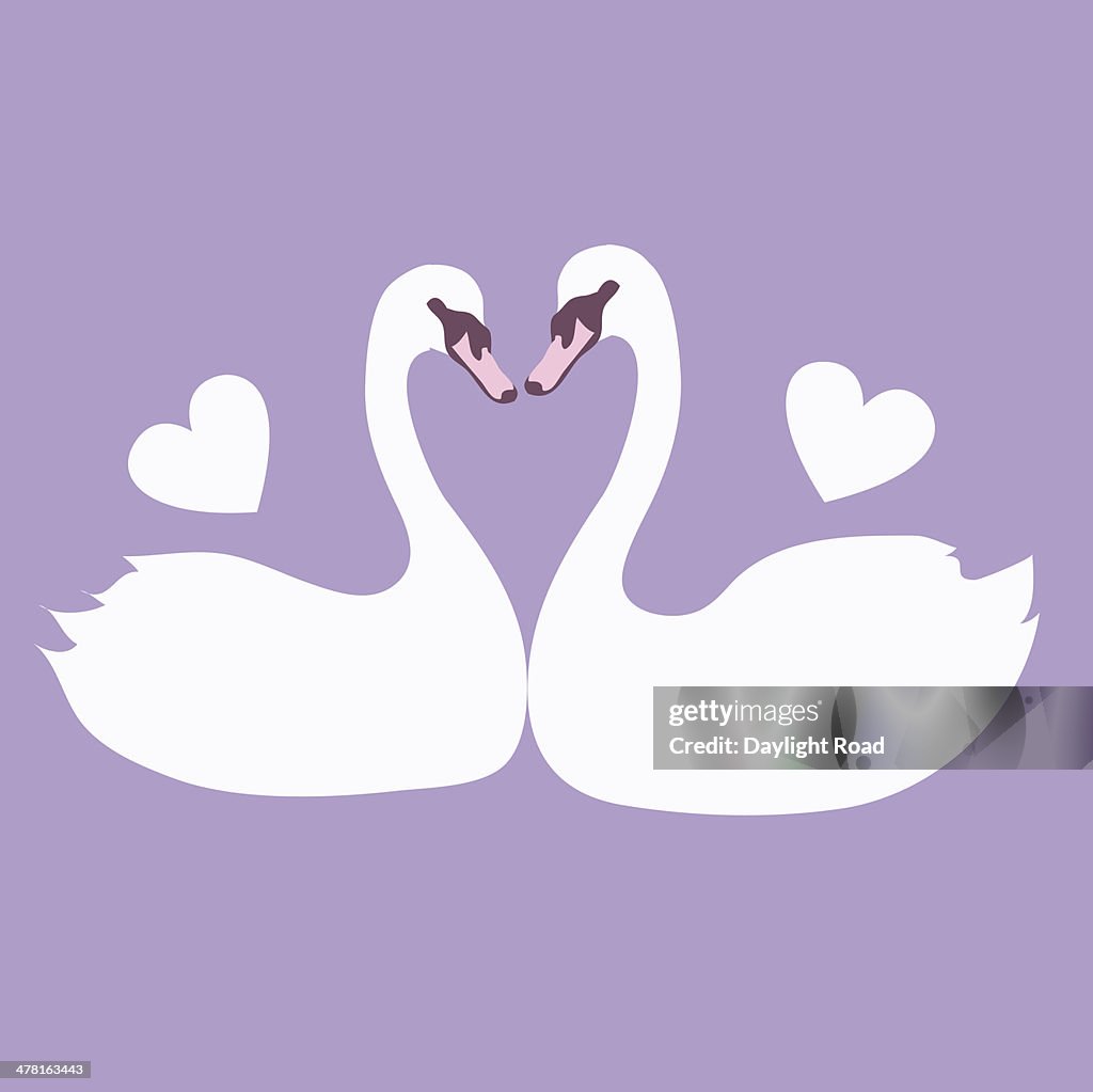 Two swans facing one another