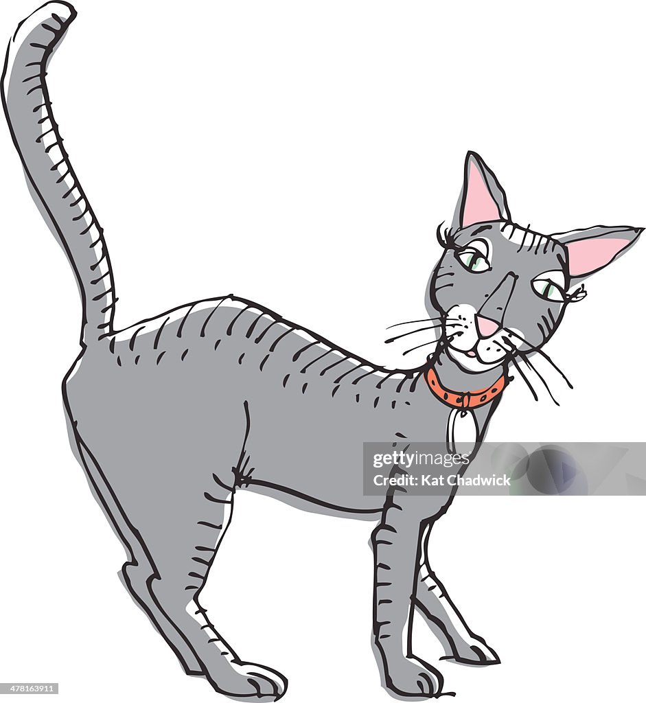 Illustration of gray cat against white background