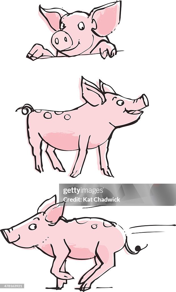 Three piglets against white background