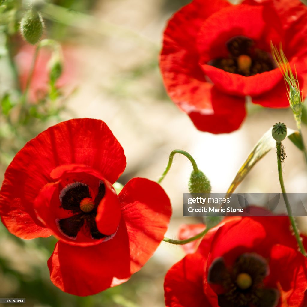 Plano aproximado de Flores de vermelho papoila