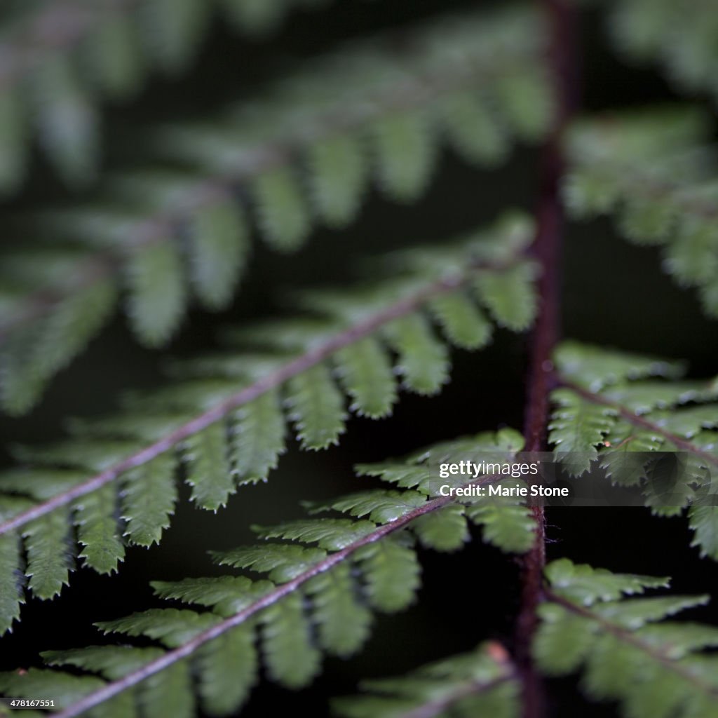 Extreme close up of green fern leaves