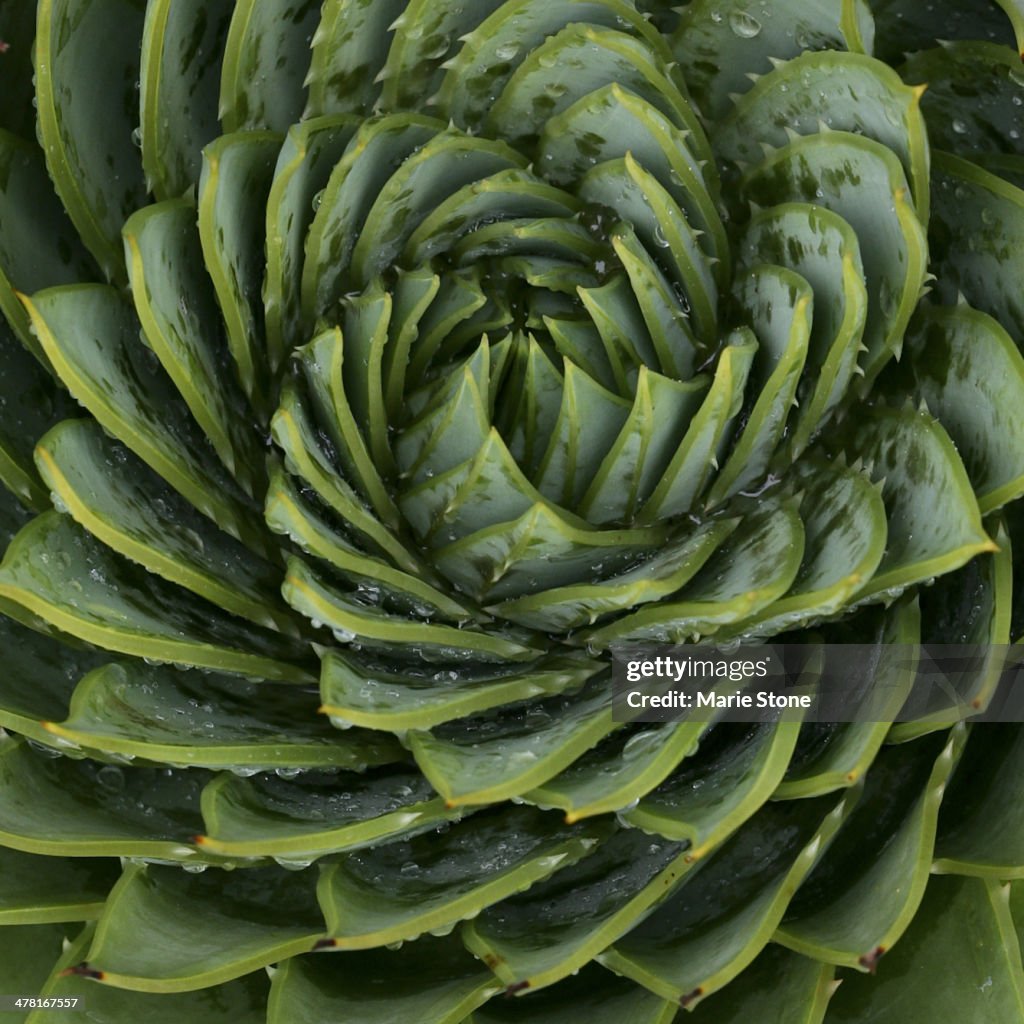 Close up of spiral leaf pattern