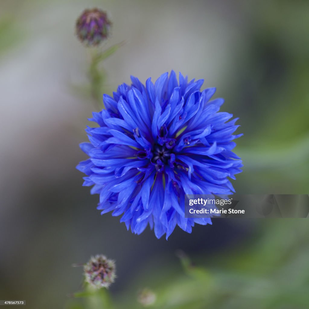 Close up of blue cornflower