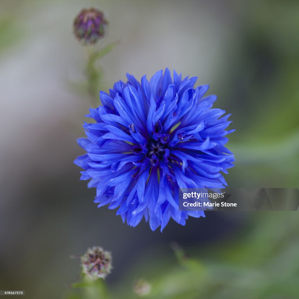 Close-up de azul-violeta