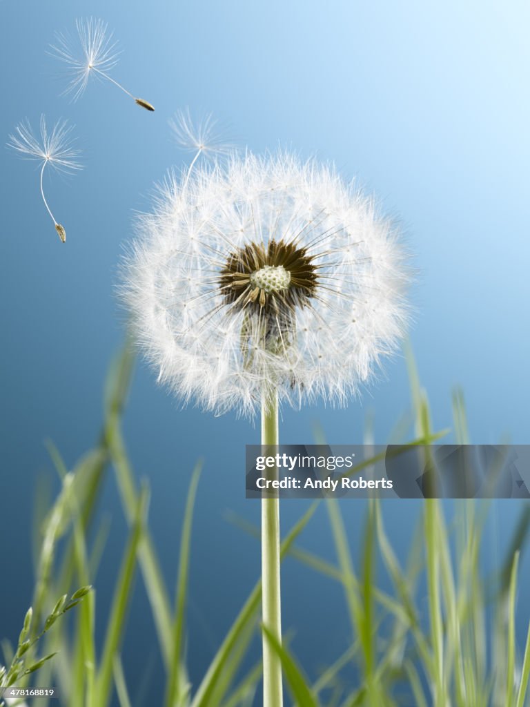 Close up of dandelion plant blowing in wind