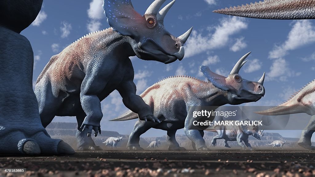 Artwork of a herd of triceratops