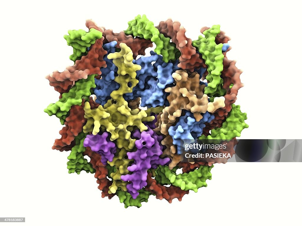 DNA nucleosome, molecular model