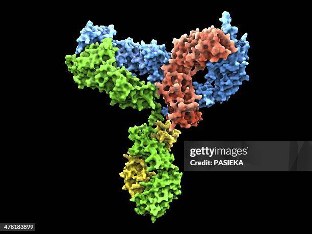 immunoglobulin g antibody molecule - antibody stock illustrations
