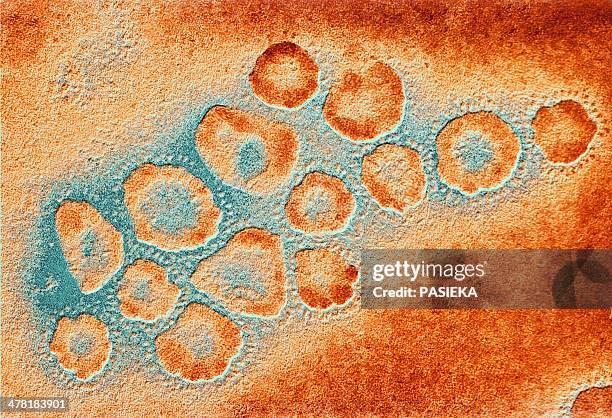 tem of a cluster of corona viruses - avian flu virus stockfoto's en -beelden