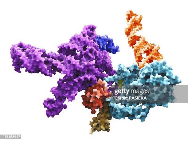 ilustrações de stock, clip art, desenhos animados e ícones de human 80s ribosome - ribossomo