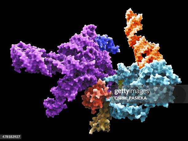 human 80s ribosome - ribosome stock illustrations