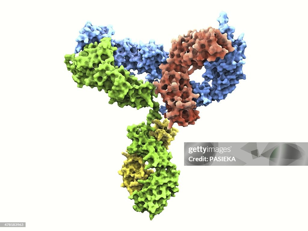 Immunoglobulin G antibody molecule