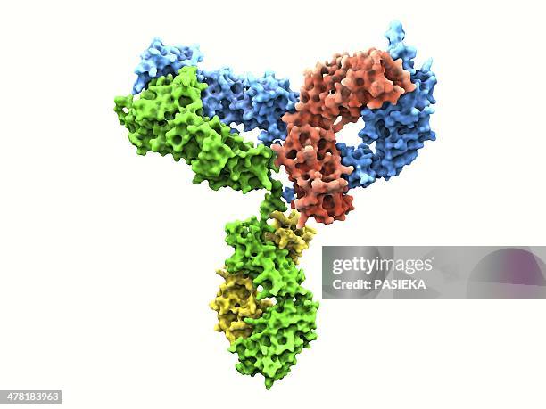 ilustrações, clipart, desenhos animados e ícones de immunoglobulin g antibody molecule - anticorpo