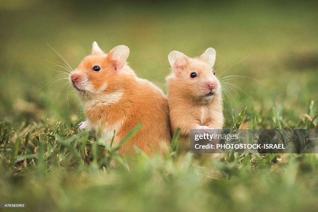 Golden hamster