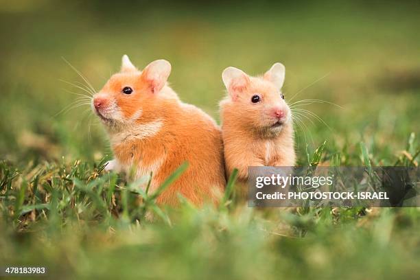 golden hamster - golden hamster stock pictures, royalty-free photos & images